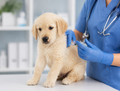 Schema de vaccinare la câini: ghid complet pentru pui și adulți