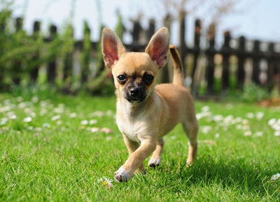 Chihuahua – Caracter, îngrijire și informații complete