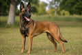 Ciobănesc Belgian Malinois – Caracteristici și îngrijire