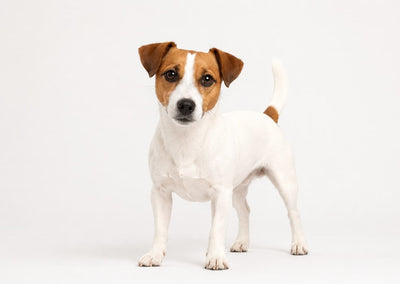 Jack Russell Terrier – Caracteristici și îngrijire