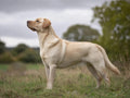 Labrador Retriever – Caracter, îngrijire și informații complete