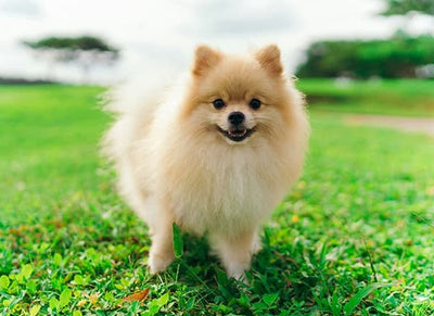 Pomeranian – Caracter, îngrijire și informații complete