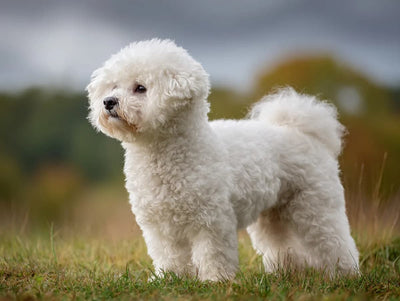 Bichon Frisé – Caracter, îngrijire și informații complete