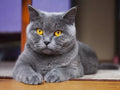 British Shorthair – Caracter, îngrijire și informații complete
