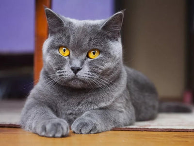 British Shorthair – Caracter, îngrijire și informații complete