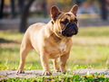 Bulldog Francez – Caracter, îngrijire și informații complete