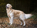 Golden Retriever – Caracter, îngrijire și informații complete
