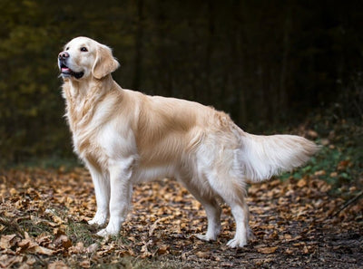 Golden Retriever – Caracter, îngrijire și informații complete