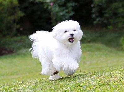 Bichon Maltese – Caracter, îngrijire și informații complete