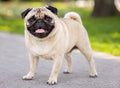 Pug – Caracter, îngrijire și informații complete