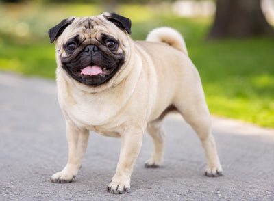 Pug – Caracter, îngrijire și informații complete
