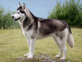Husky Siberian – Caracter, îngrijire și informații complete