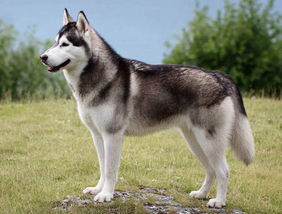 Husky Siberian – Caracter, îngrijire și informații complete
