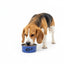 Beagle mananca din bol inox albastru model labutze 12cm – PETIVO
